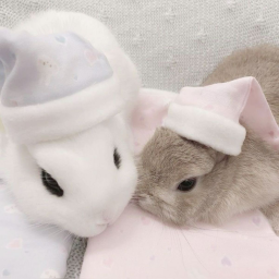 ꒰♡꒱