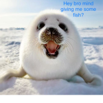 The Group of seals