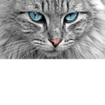 Felinos militares
