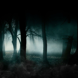 Into The Forest