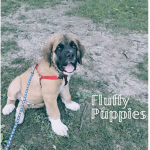 Fluffy puppies <3