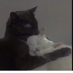 -kittyadorbs-