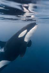 Team killer whale