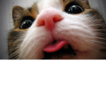 You like pets?