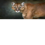Cougars United