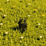 I’m Not Here Forever