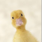 the duck family YEET