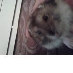 Mythical Hamsters
