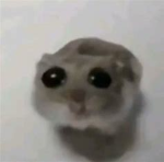 Smug Cat Union