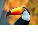 The hot birds