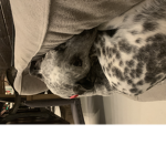 My puppy dog group