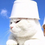 cat girl army