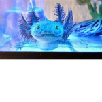 axo-lotl group
