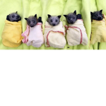 Bats are mistaken
