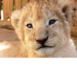 new lion group