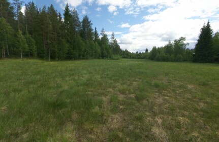 a meadow game for this group i went in my freinds 
