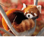 TheRedPanda Followers