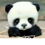 PandasPlayRoblox