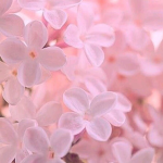 iHeavenly Aesthetics