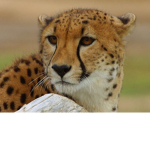 Group Cheetah