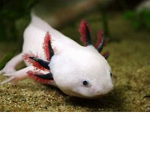 Cute Axolotl Group PANDA