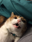 kings-is-me