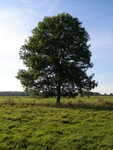 This is a TREE GROUP