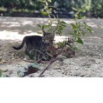 Army For the Hoomans