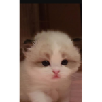 Xoxo to cats