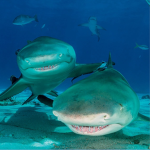 Rainbow sharks!