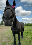 -Stormy Stable Riding Academy-