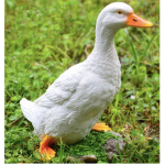 Ducks Rule, Geese Drool