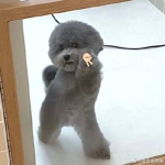 ..stars..