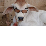 ## Rainbow Cows XX