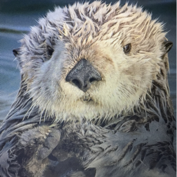 Otter Kings's Place Number: 0