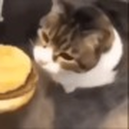 cheseburgr