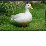Love the ducks are so cute and amazing I love them
