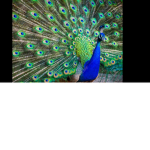 My Peacock squad
