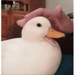 Ducky cult (needs more soldier ducky)