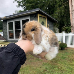 🐇