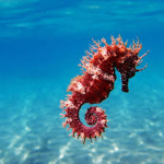 Seahorse squad!