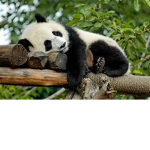 The Panda's Group!