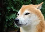 Shibaxcuet