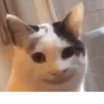 【c】【l】【o】【w】【n】 【g】【a】【n】【g】