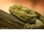 The Lizard Crew
