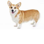 Rachel and Corgi fan group