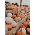Pumpkin spices lattes