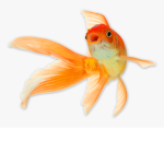 Fish Fan cIub