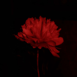 Dvxde