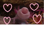 Axolotl Fangroup!